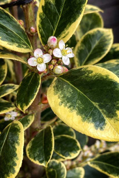 Падуб Golden King квіти